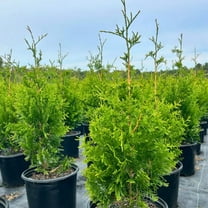 Thuja Green Giant, Arborvitae - 3 gal, Live Fast Growing Evergreen Shrub, Full Sun, Outdoor