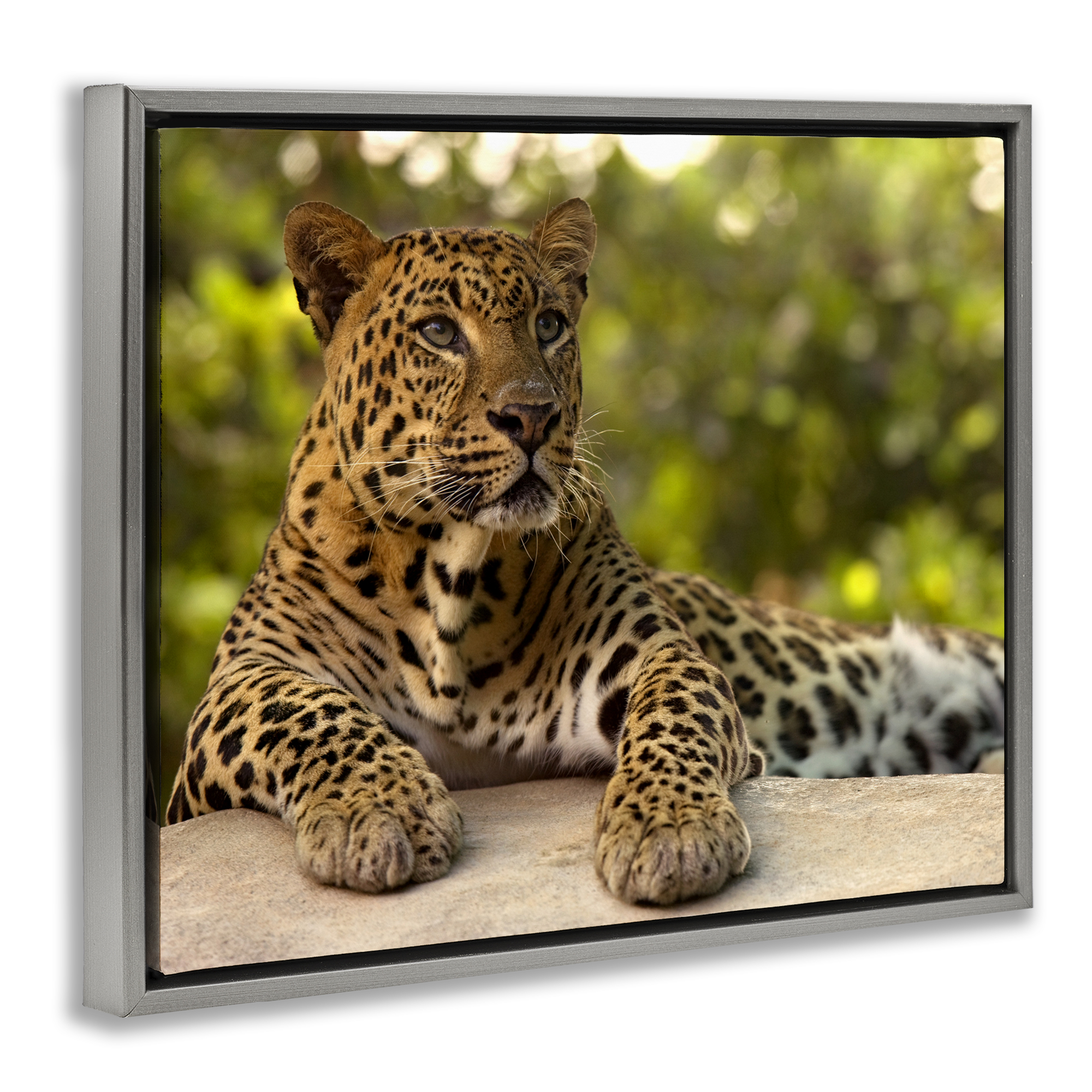 Leopard Gazing Relaxation Gray Framed Floater Canvas Wall Art, design by MJ Photography