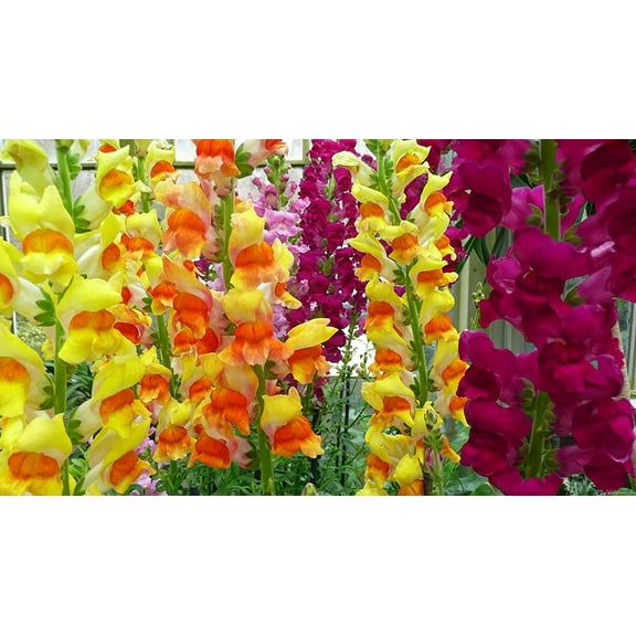 Todd's Seeds Snapdragon Flower Plant Seed Mix