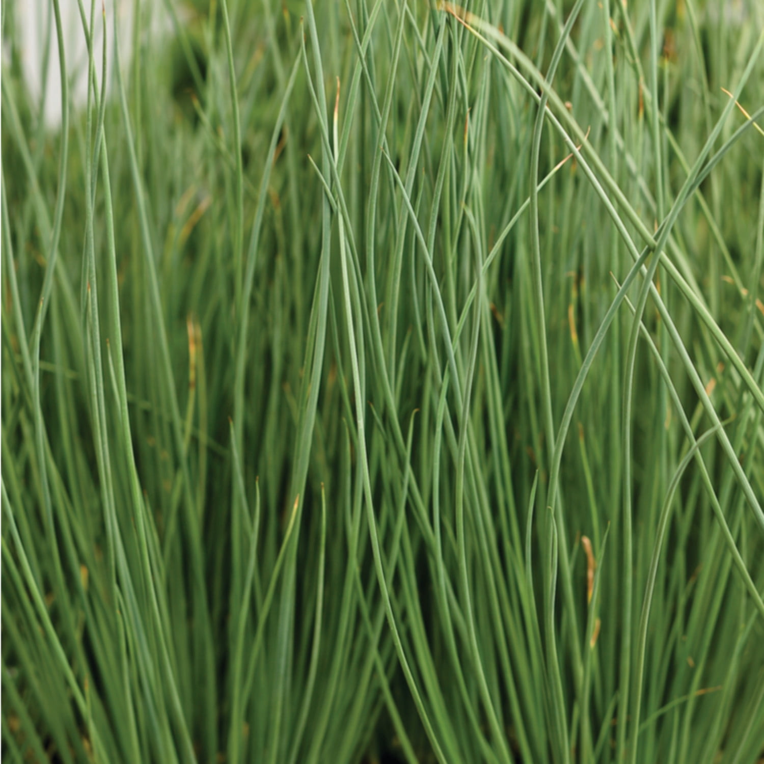 Proven Winners 5" Graceful Grasses Blue Mohawk Soft Rush Live Plant in 4.5" Pot