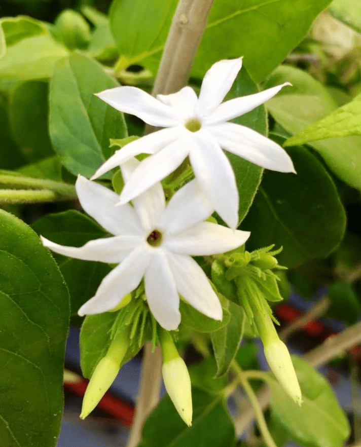 Downey Jasmine Plant Live, 4-8 Inches, Fragrant Jasmine Flower Vine for Planting