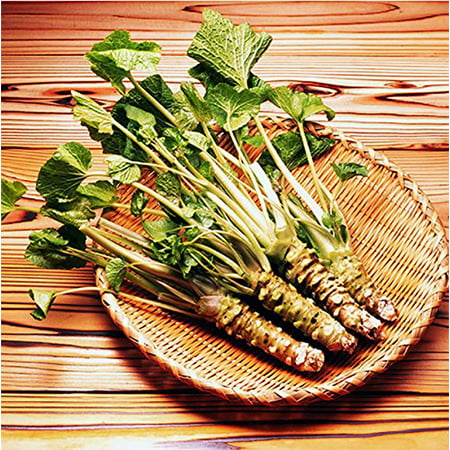 Wasabi - Japanese Horseradish - Approximately 50