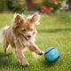 thumbnail image 3 of Juguete para perros Chuckit! Sniff Ball, goma aromática duradera y de alto rebote, 3 of 4