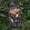 C, variant on Spooky Halloween Gnome Decor With Witch Hat Design For Indoor Outdoor Scary Fun Lawn Garden Home Festive Party Decorations