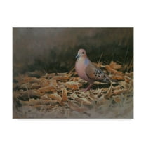 Trademark Fine Art 'Mourning Dove' Canvas Art by Michael Jackson