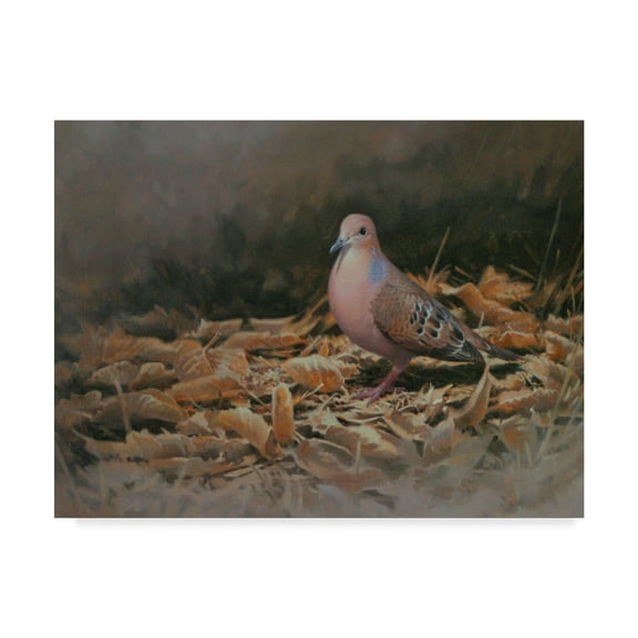 Trademark Fine Art 'Mourning Dove' Canvas Art by Michael Jackson