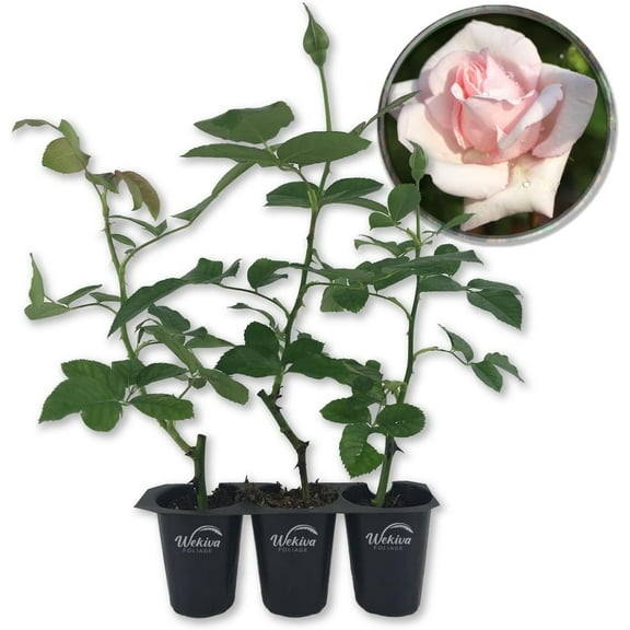 New Dawn Rose Bush - 3 Live Starter Plants in 2 Inch Pots - Beautiful Roses from Florida - A Timeless Classic Ornamental Rose