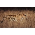 thumbnail image 2 of Sharma, Abhinav 18x12 Gold Ornate Wood Framed with Double Matting Museum Art Print Titled - Artistic Tiger Camouflage, 2 of 4