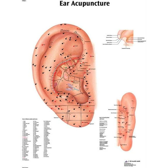 Fabrication B2138110 3B Anatomical Chart - Acupuncture Ear, Paper