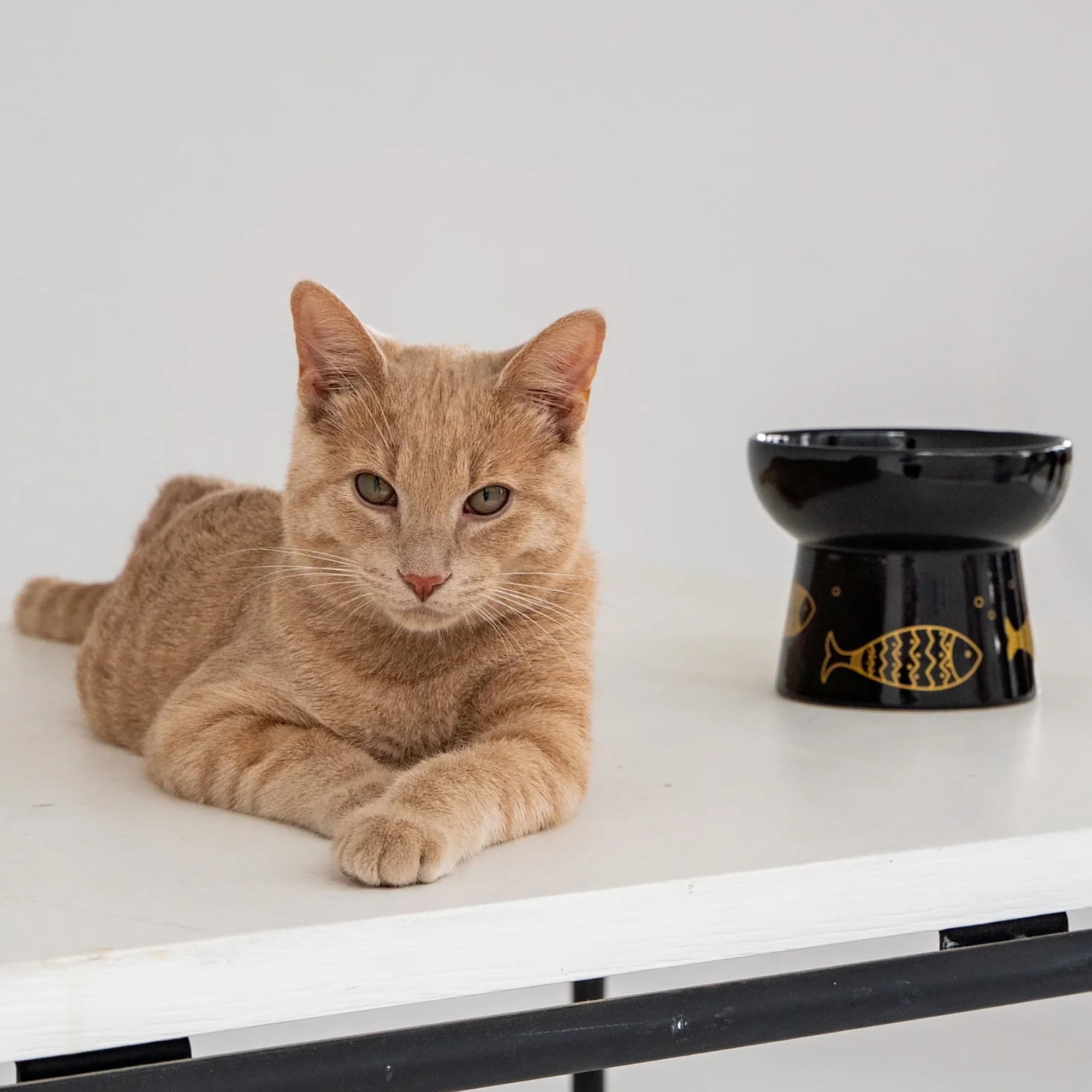 Dexypaws: Elevated Ceramic Cat Bowl - Black & Gold Fish - 7oz - Pet Feeding Dish, Meals, Food & Water, Ergonomic Height, Stylish, Shallow & Raised