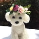 thumbnail image 5 of Diadema de flores para perros, corona de flores para mascotas, corona Natural de hojas de flores para decoración de bodas para perros y gatos, 5 of 5