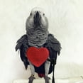 thumbnail image 2 of Bird Harness Leash Parrot Flying Leash Straps Wings Traction Rope for Budgerigar Parrot Training M, 2 of 7