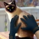 thumbnail image 3 of Guantes y rodillos para el cuidado de perros [dos manos] - Guante de baño y muda para perros, gatos, caballos y otras mascotas con pelaje largo y corto (azul) oso de fresa Electrónica, 3 of 5