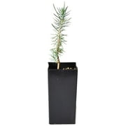 Lwory Potted Pinyon Pine Tree - Pinus edulis - 4 to 9+ inches (See State Restrictions)