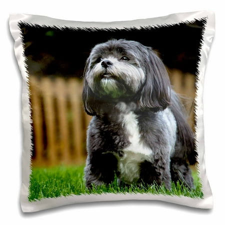 3dRose Chih Tzu. Black and white. Popular breed. Best friend. - Pillow Case, 16 by (Black And White Best Friends)