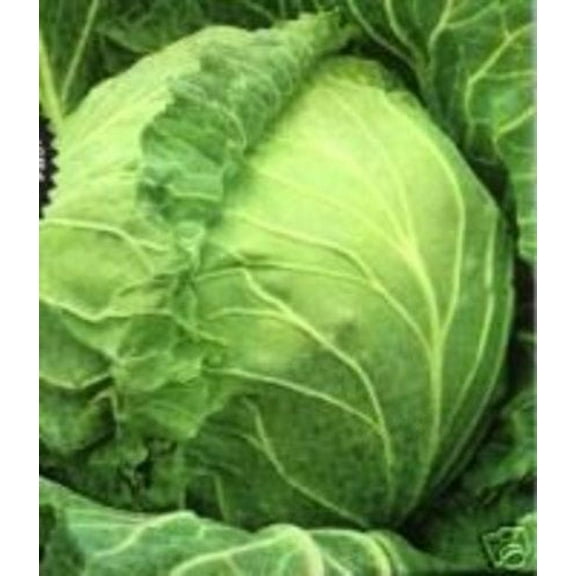 Cabbage Copenhagen BULK 15,000 Seeds Great Heirloom Vegetable
