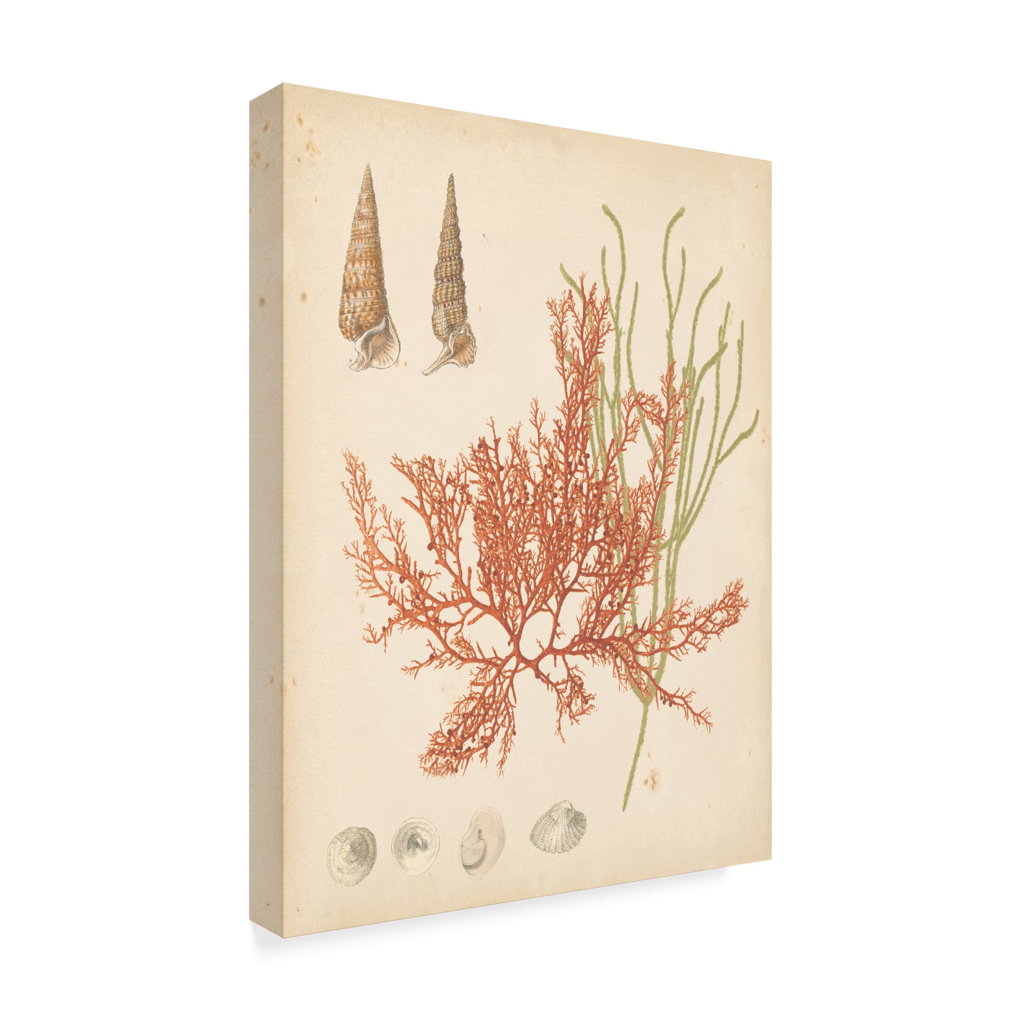 Trademark Fine Art 'Coastal Relic III' Canvas Art by Vision Studio
