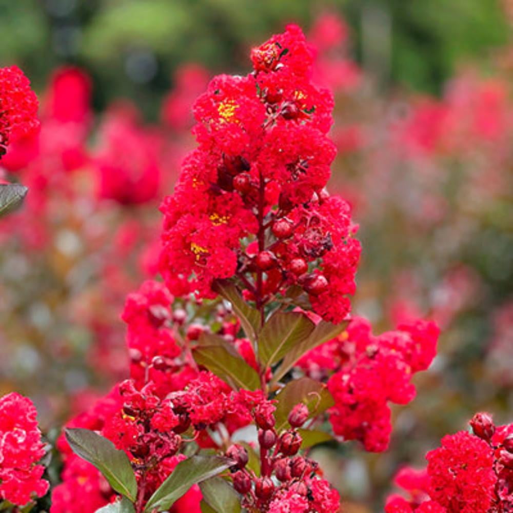 First Editions 3-4 ft tall Ruffled Red Magic Crape Myrtle Live Tree in 7-Gallon Grower Pot