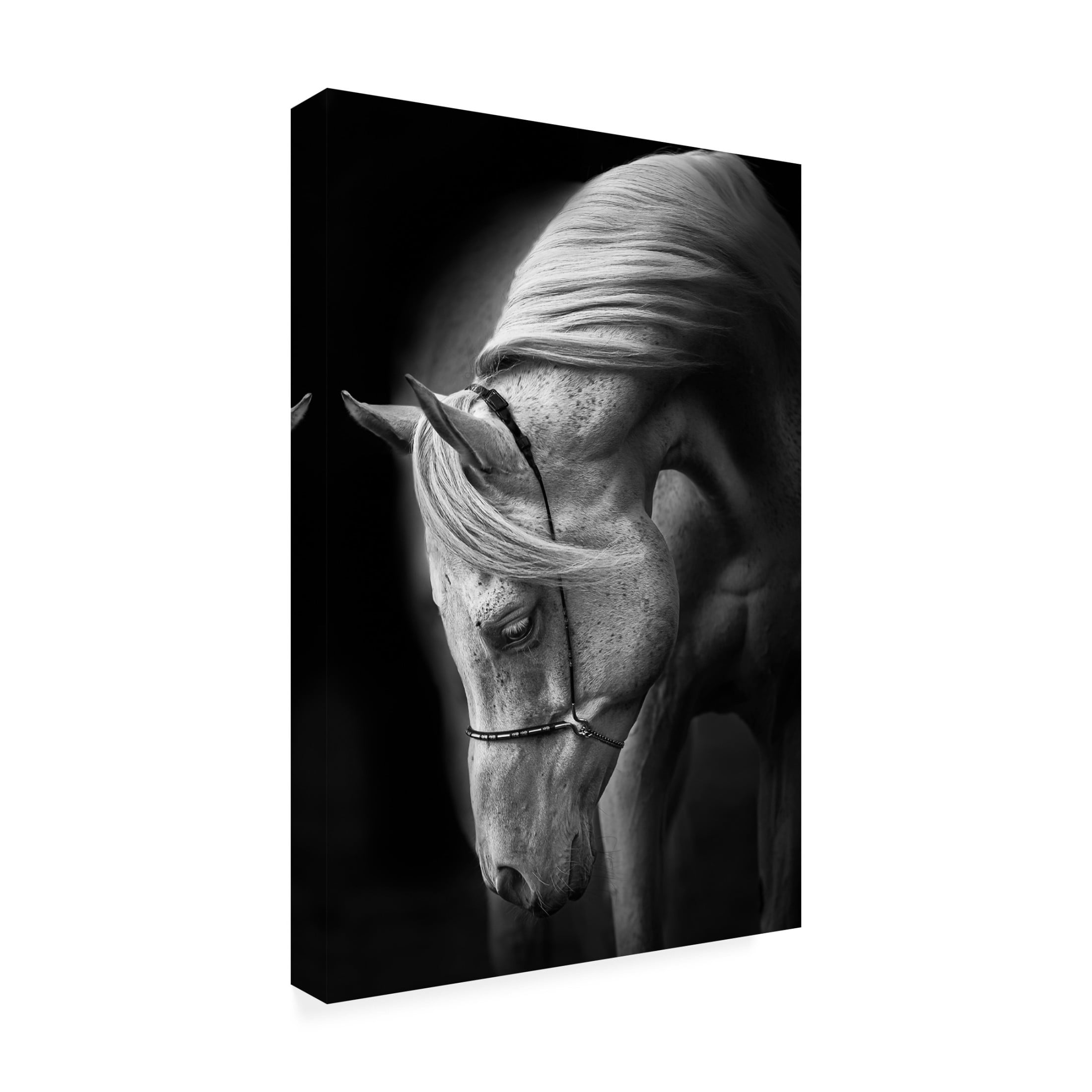 Canvas Wall Art - Ulrike Leinemann 'White Stallion' Wall Art for Living Room, Bedroom, or Office Décor by Trademark Fine Art - 30 x 47 Inches