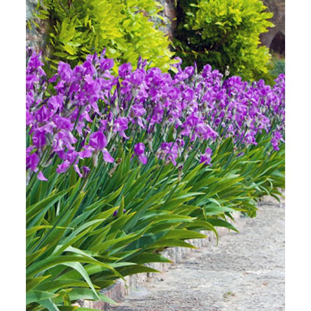 Mixed Dutch Diva Iris Bulbs Set of 30