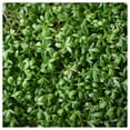thumbnail image 3 of Everwilde Farms - 2000 Pepper Cress Herb Seeds - Gold Vault Jumbo Bulk Seed Packet, 3 of 5