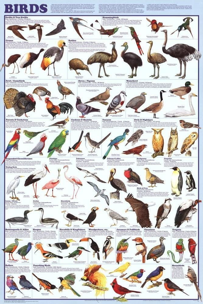 Avian Raptors Birds Of Prey Educational Science Chart...