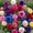 Mix, variant on Dahlia, Low Maintenance - Easy Grow - Ideal for Beds Borders, Plant Pots & Planters