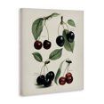 thumbnail image 2 of Stupell Industries Traditional Natural Detailed Cherry Studies Canvas Art, 36 x 48, by Lettered and Lined, 2 of 8