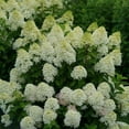 thumbnail image 3 of Quick Fire Fab® Panicle Hydrangea, 3 of 10