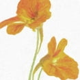 thumbnail image 3 of Greene, Taylor 12x12 Black Modern Framed Museum Art Print Titled - TANGERINE FLORAL PAIR, 3 of 5