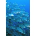 thumbnail image 2 of Shimlock, Jones 23x32 White Modern Wood Framed Museum Art Print Titled - Solomon Islands, Meri Island Giant trevally fish, 2 of 4