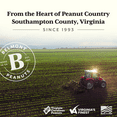 thumbnail image 5 of Belmont Peanuts Butter Toffee Virginia Peanuts, 20 oz, 5 of 5