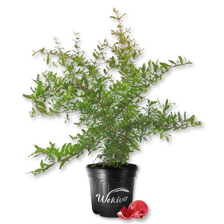 Parfyanka Pomegranate Tree - Live Plant in a 3 Gallon Growers Pot - Punica Granatum - Beautiful Edible Fruit Bearing Tree for Patio and Garden