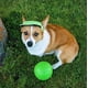 thumbnail image 4 of Juguete Flotante Pelota de Fútbol Jolly Pets Verde Manzana para Perro, 4 of 7