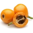 thumbnail image 2 of CZ Grain 5 Loquat Shrub Eriobotrya Japonica Plant Seeds, 2 of 3