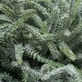 thumbnail image 3 of My Texas House Snow-Flocked Evergreen Christmas Arrangement in Pot, Green/White/Black, 24", 3 of 5