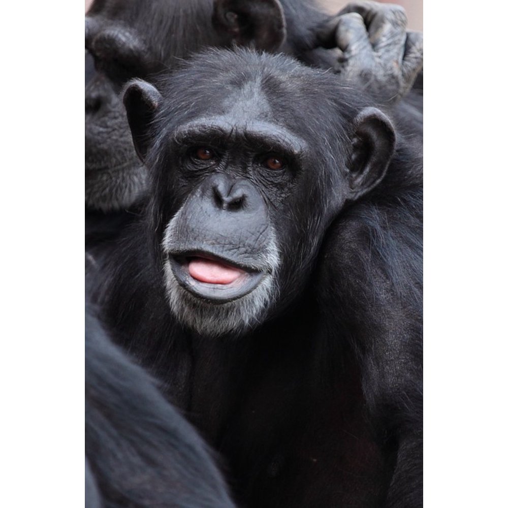 Canvas Print Cute Eye Ape Chimpanzee Animal Chimp Eyes Face Stretched