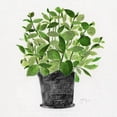 thumbnail image 3 of Tava Studios 20x20 Black Modern Framed Museum Art Print Titled - Herb Garden I, 3 of 5