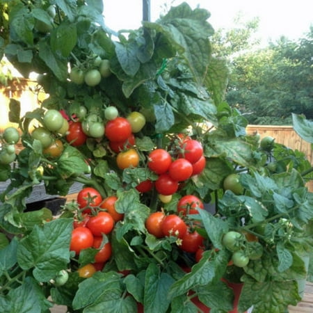 Girl Hybrid Tomato - Tomato Totem - Hybrid Great Garden Vegetable 30 Seeds