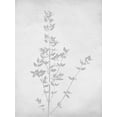 thumbnail image 2 of Lettered and Lined 19x24 Black Ornate Wood Framed with Double Matting Museum Art Print Titled - Retreat Botanical 15, 2 of 4