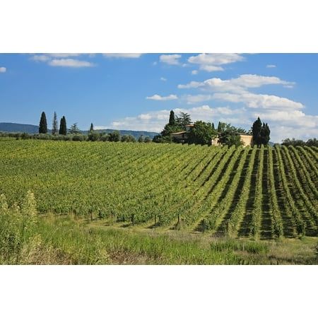 Italy Tuscany Toscano Italian - canvas print vine italy field grape toscana tuscany italian stretched canvas 10 x 14