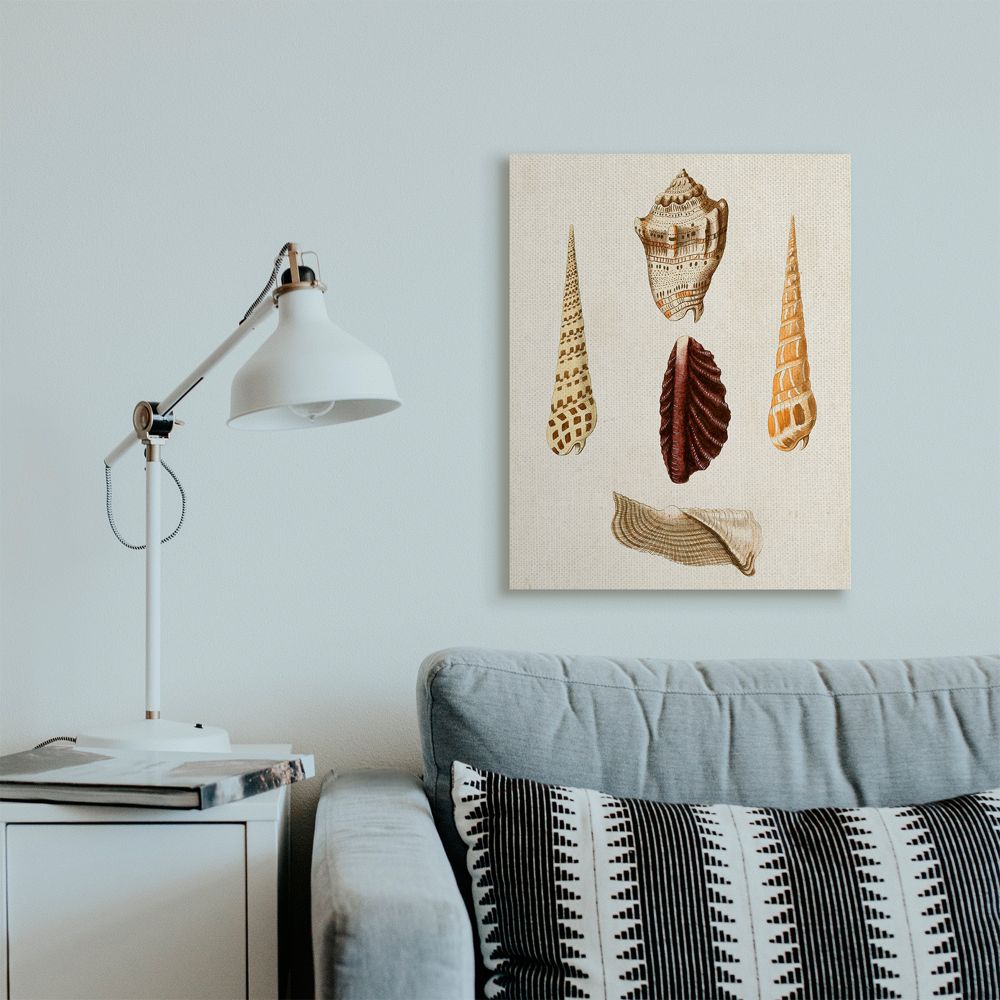 Stupell Industries Antique Warm Brown Patterned Round Sea Shell Vintage Canvas Wall Art Design by G.W. Knorr, 24" x 30"