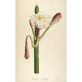 thumbnail image 2 of Carlson, Tina 17x24 White Modern Wood Framed Museum Art Print Titled - Cactus Ambiguus, 2 of 4