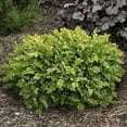 thumbnail image 2 of Direct Gardening Green Mountain Boxwood Broadleaf Evergreen Shrub, 3-Gallon Potted Plant, 2 of 6
