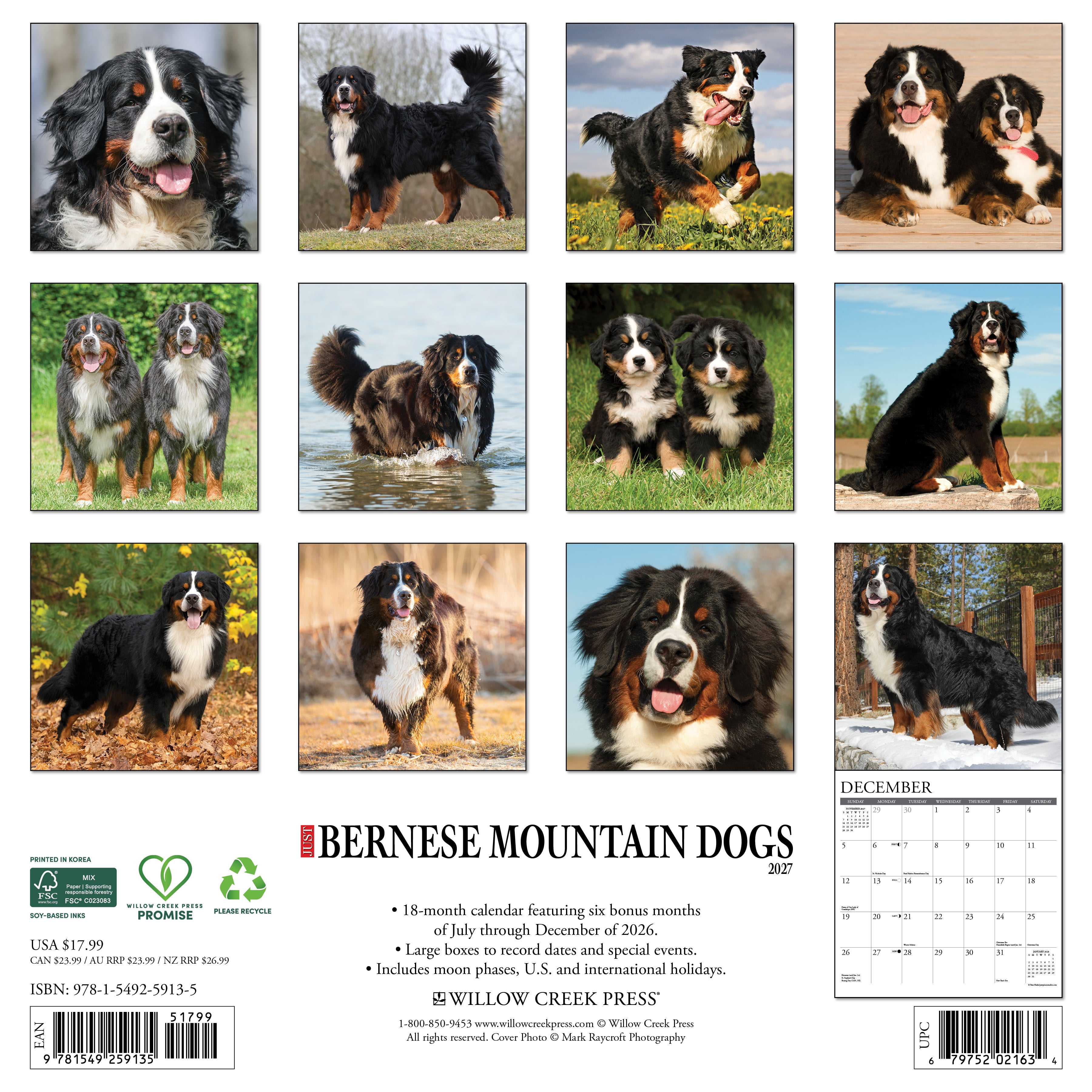 Willow Creek Press, Bernese Mountain Dogs 2027 Wall Calendar