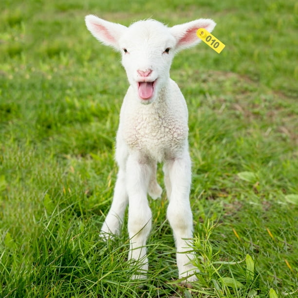 100 Étiquettes D'Oreille Vierges En Plastique Blanc Pour Animaux - Bovins, Vaches, Porcs, Moutons