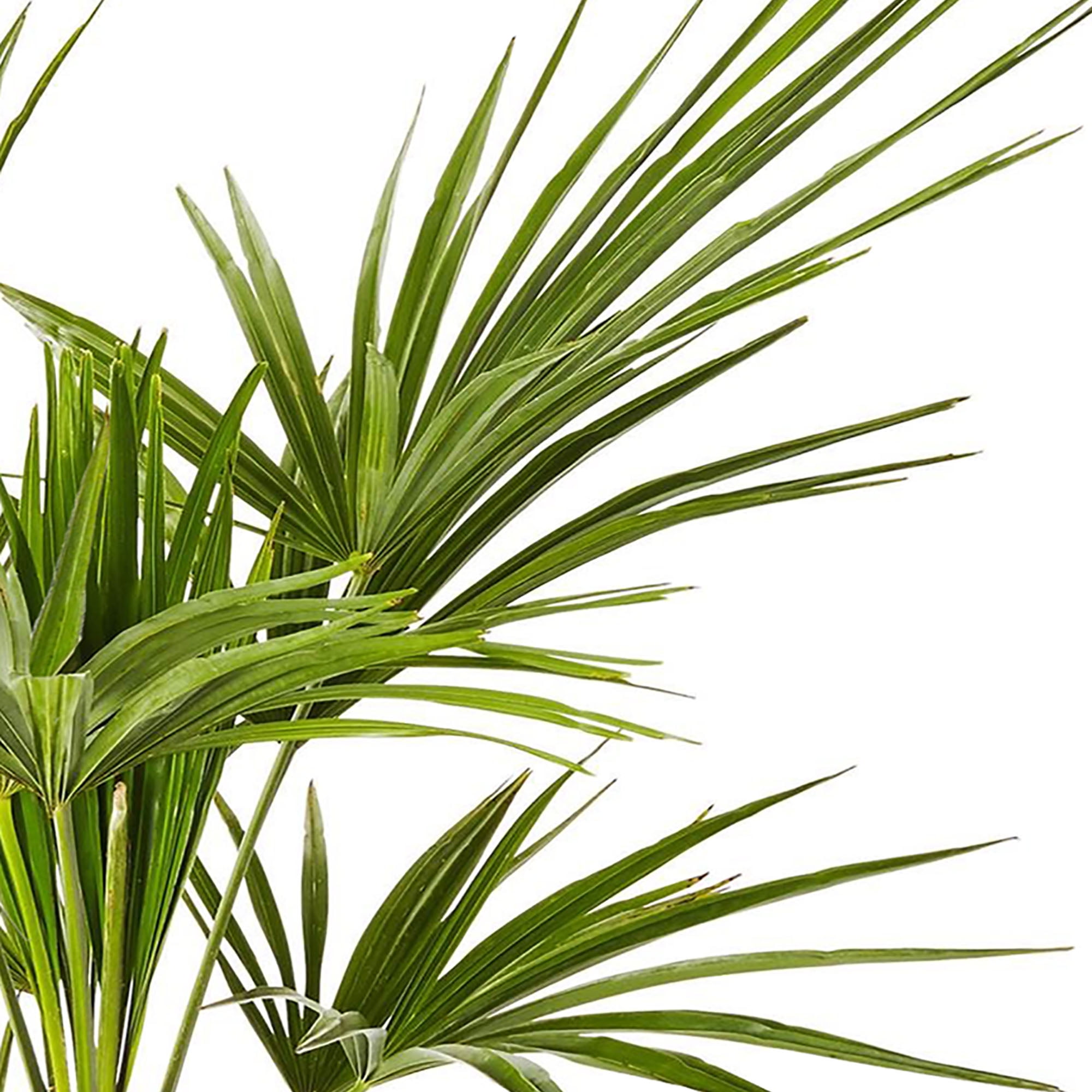 10" Windmill Palm Live Plant