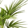 thumbnail image 3 of 10" Windmill Palm Live Plant, 3 of 7