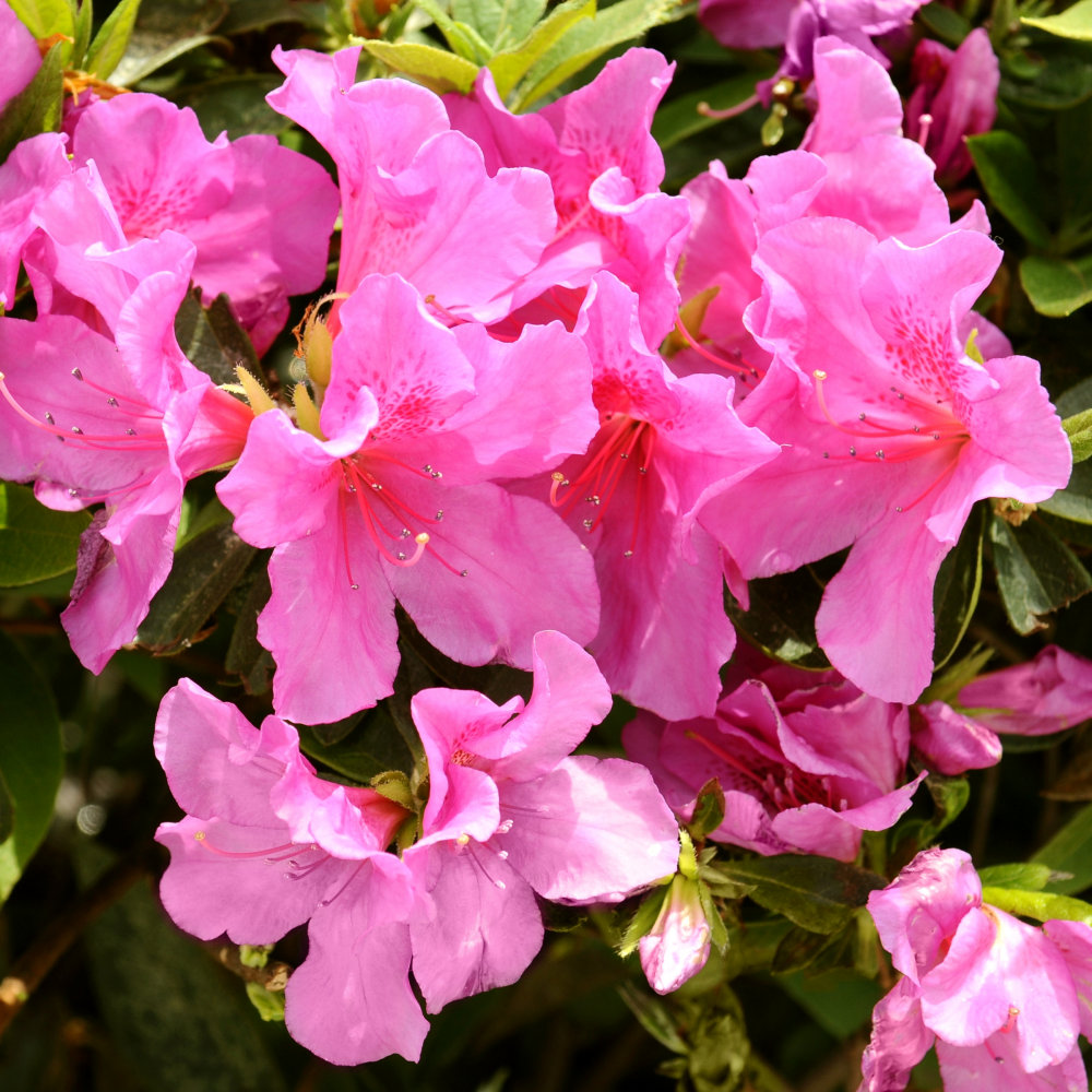 2.25 gal. Azalea Pride of Mobile Live Shrub with Full Sun