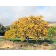 thumbnail image 2 of 10 Thornless HONEYLOCUST Gleditsia Triacanthos Inermis Imperial Honey Locust Golden Yellow Tree Seeds, 2 of 10